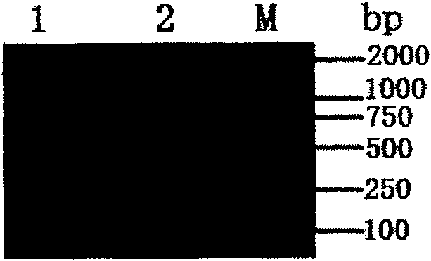 Yeast engineered bacteria for expressing recombinant prawn protein Pen9 and its preparation method and uses