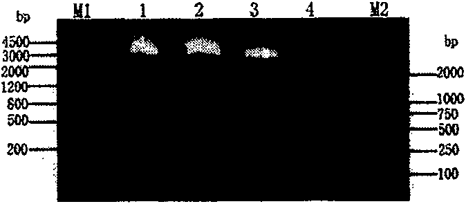 Yeast engineered bacteria for expressing recombinant prawn protein Pen9 and its preparation method and uses