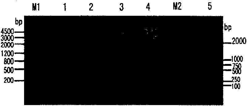 Yeast engineered bacteria for expressing recombinant prawn protein Pen9 and its preparation method and uses