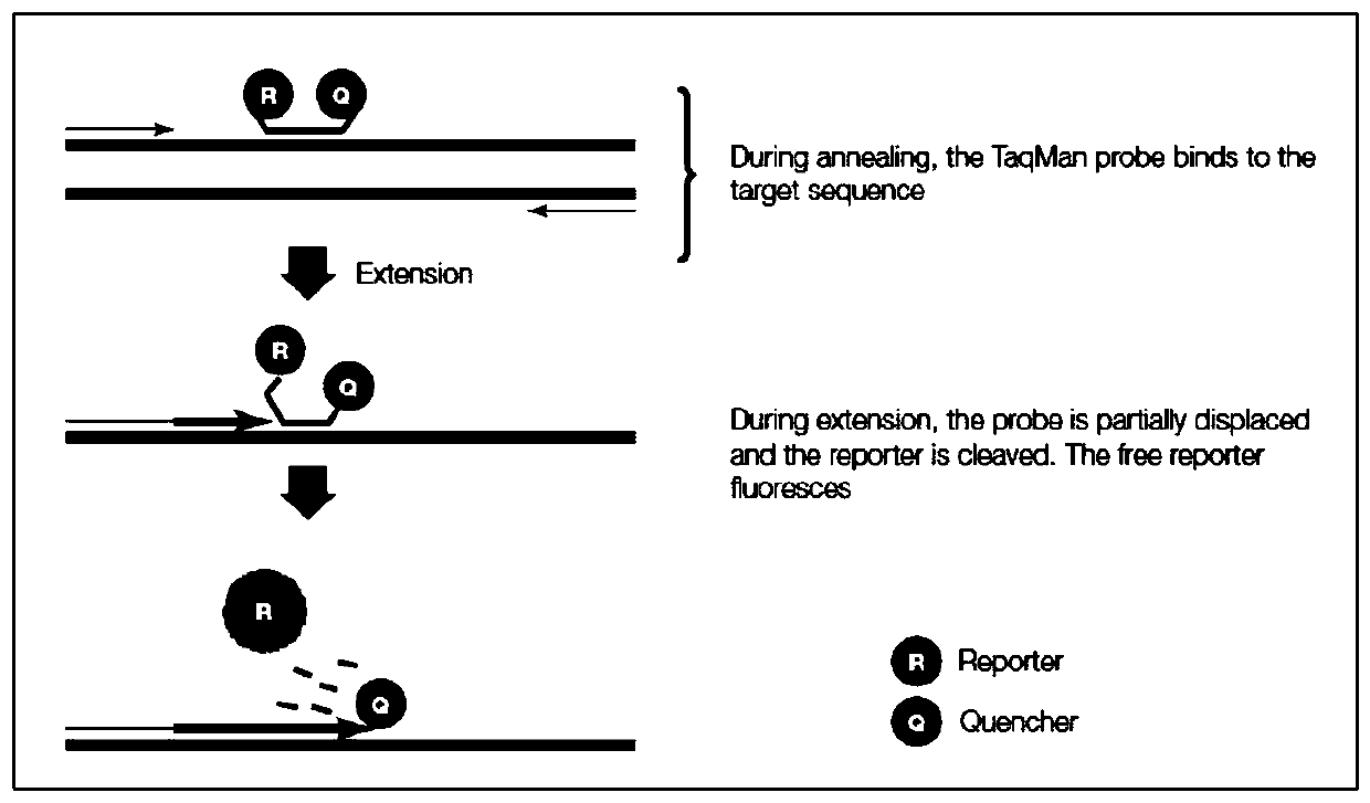 Quantitative detection method of bovine genome DNA in bovine hemoglobin product and application of quantitative detection method