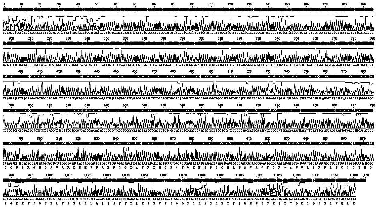 Quantitative detection method of bovine genome DNA in bovine hemoglobin product and application of quantitative detection method