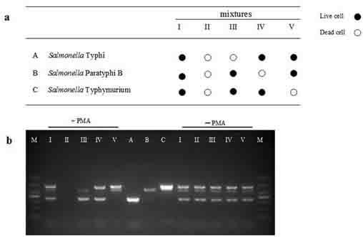 Method for detecting live salmonella typhimurium, salmonella paratyphi b and salmonella typhi in food simultaneously and rapidly