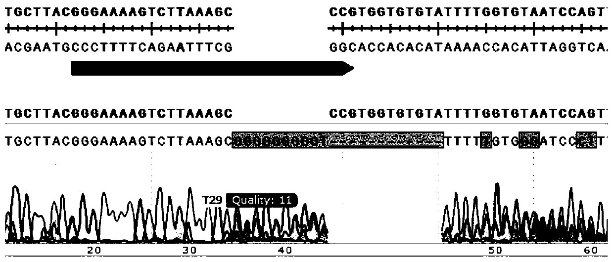 Method for constructing zebrafish kidney progenitor cell marker transgenic line