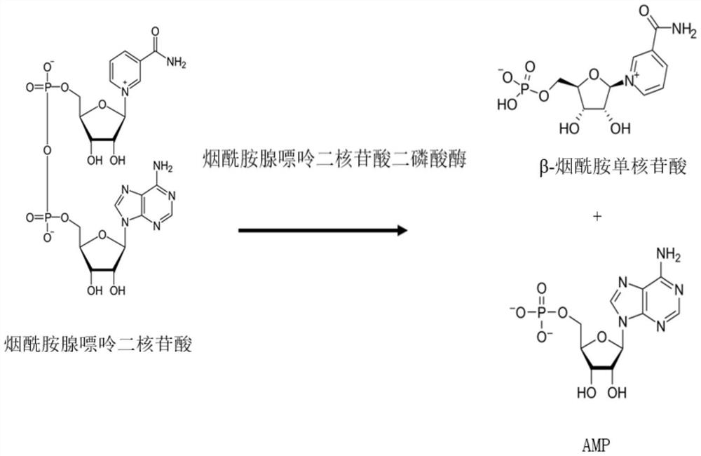 Method for preparing beta-nicotinamide mononucleotide, enzyme composition and application thereof