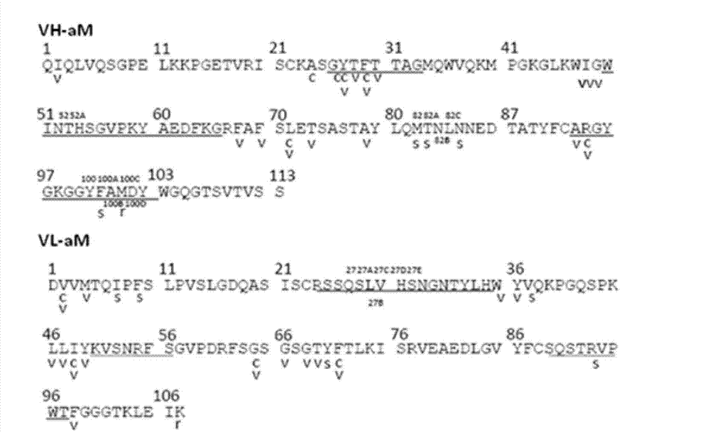 Method used for producing humanized antibodies or antigen combination fragments