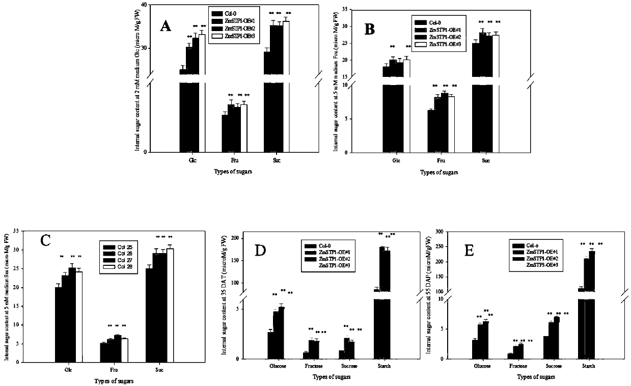 Maize zmstp1 protein and its coding gene and application