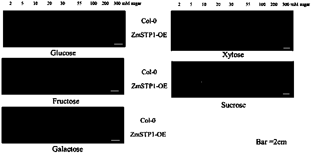 Maize zmstp1 protein and its coding gene and application