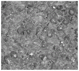 Polyurethane and foamed cement microscopically-composite heat insulating material and preparation method therefor