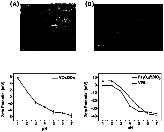 Method for degrading rhodamine B by adsorbing vanadium oxide quantum dots through magnetic nanospheres