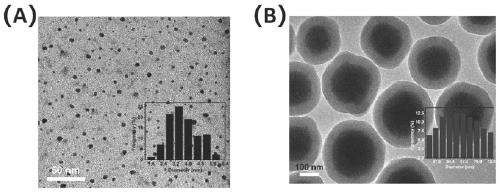 Method for degrading rhodamine B by adsorbing vanadium oxide quantum dots through magnetic nanospheres