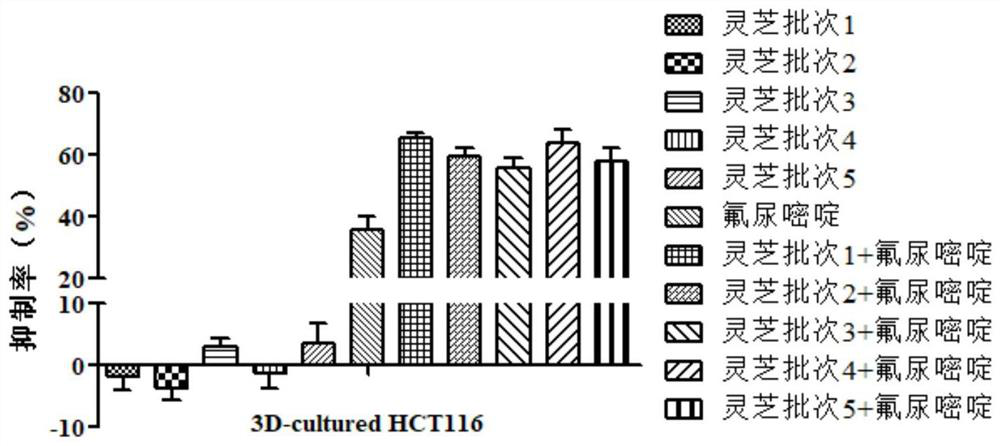 Ganoderma quality evaluation method based on in-vitro tumor cell culture model