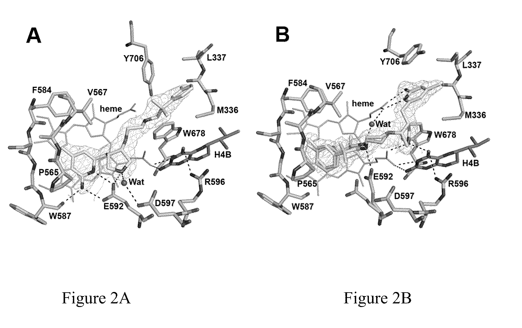 Potent and selective neuronal nitric oxide synthase inhibitors with improved membrane permeability