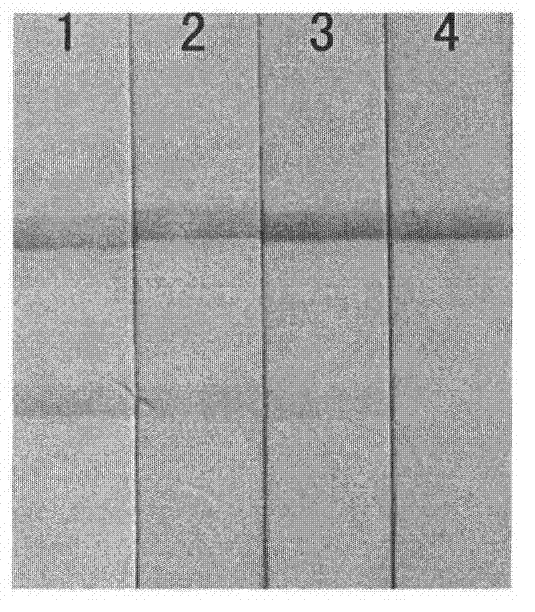 Kit for detecting klebsiella pneumonia by using nucleic acid constant-temperature amplification technology and amplification method thereof