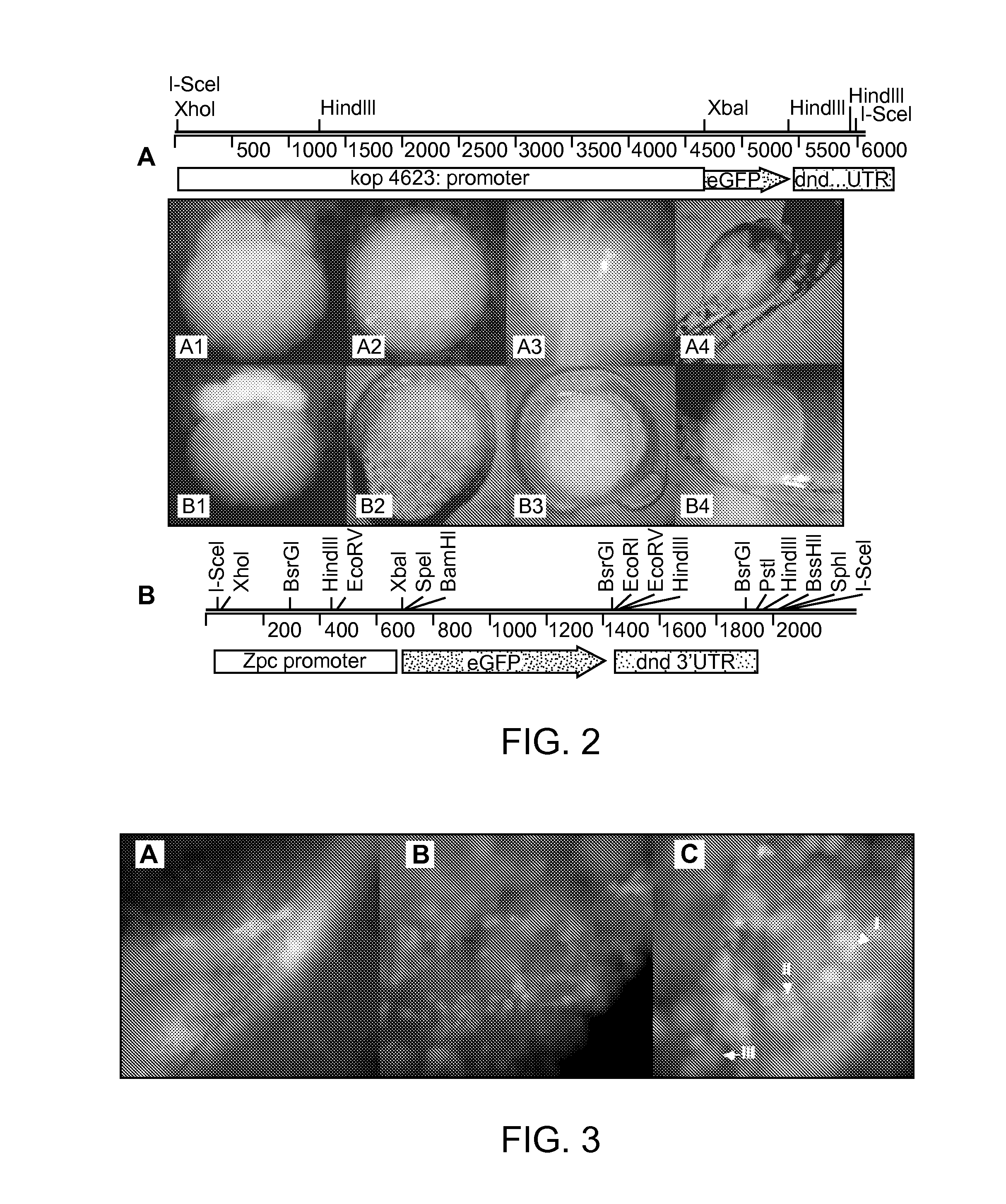 Maternally induced sterility in animals