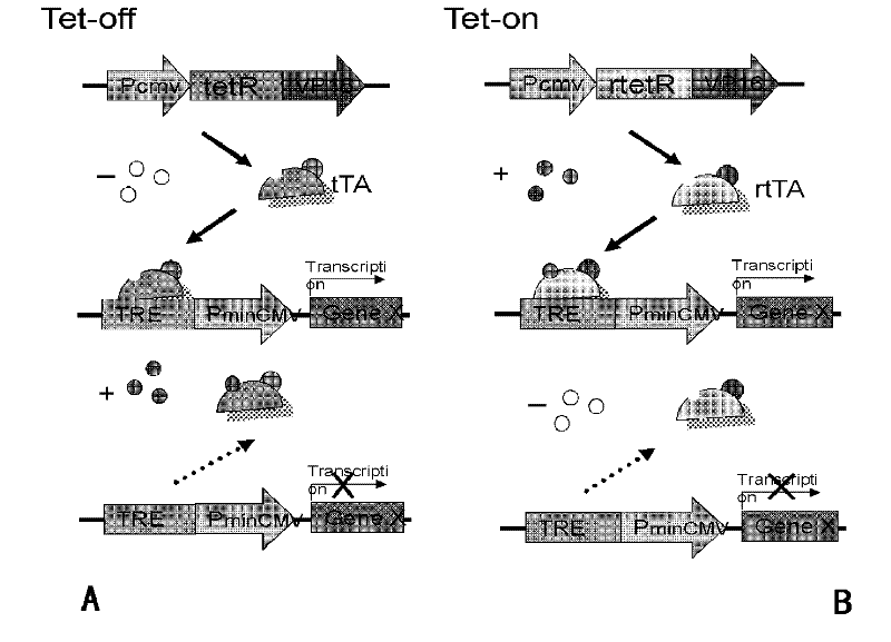 Genetic modification method for regulating and controlling animal endogenous gene expression