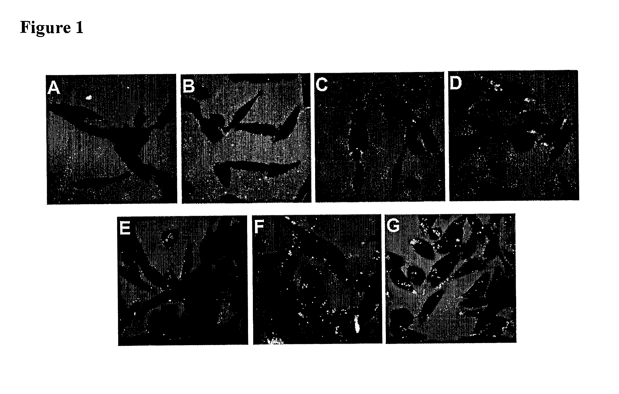 Antibody conjugates for circumventing multi-drug resistance