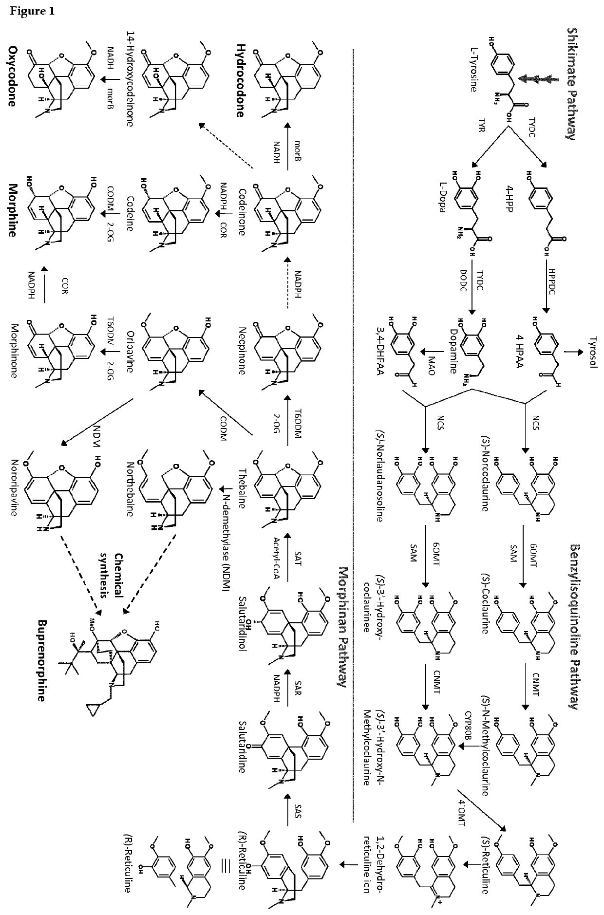 Microbial cell with improved in vivo conversion of thebaine/oripavine