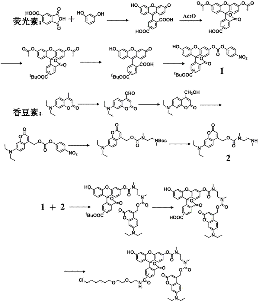 Light activated fluorescent probe having protein label positioning function as well as preparation method and application thereof