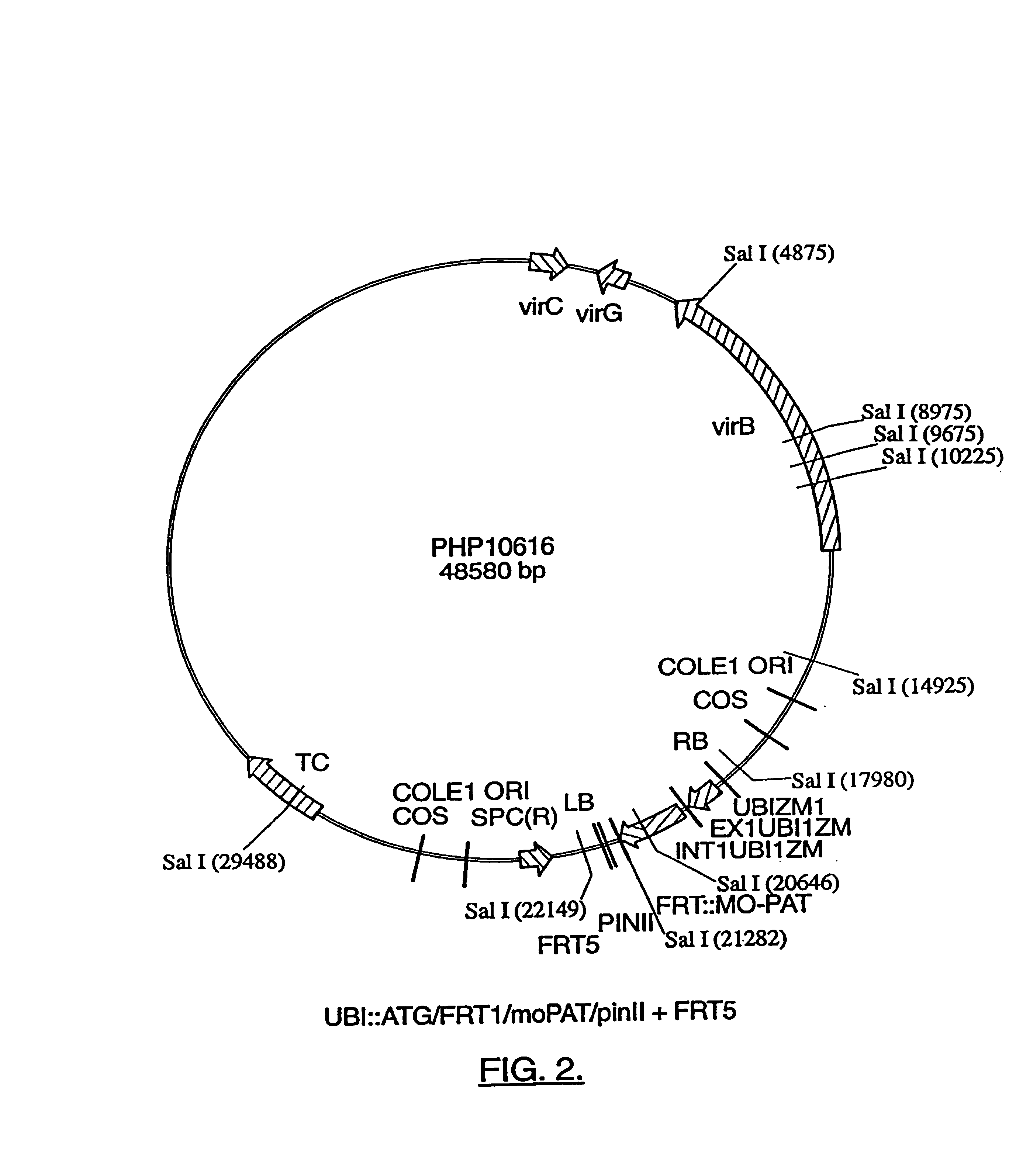 Compositions and methods for the targeted insertion of a nucleotide sequence of interest into the genome of a plant