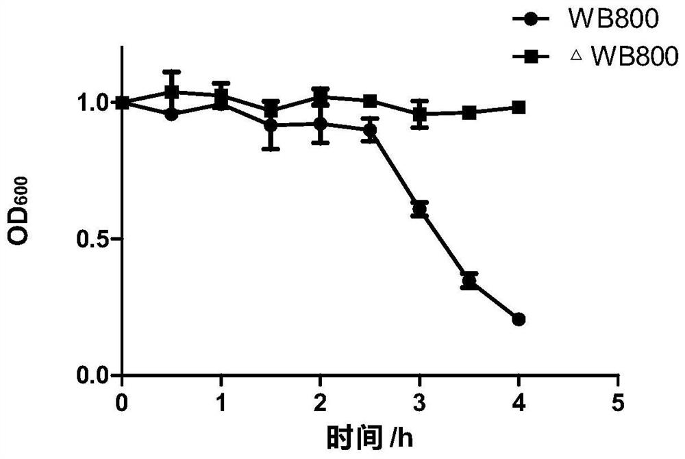 A strain of Bacillus subtilis and its preparation method