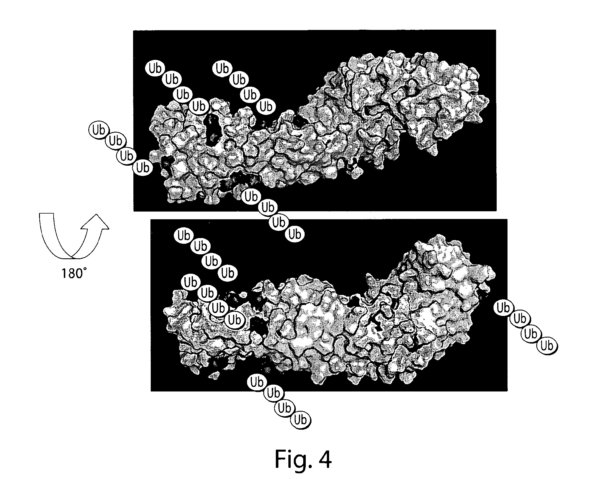 Bifunctional stapled polypeptides and uses thereof