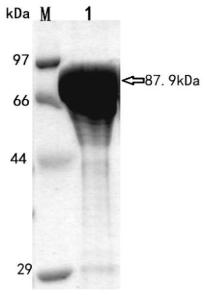 Novel efficient beta-glucosidase CsBGL as well as encoding gene and application thereof