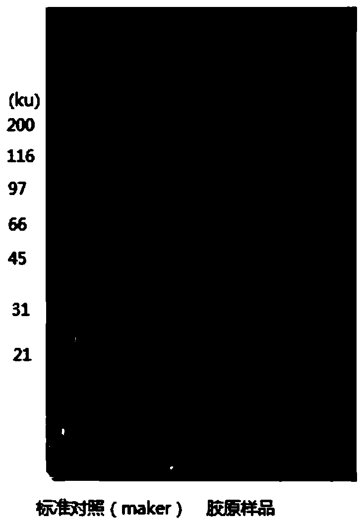 A kind of composite collagen biofilm and preparation method thereof