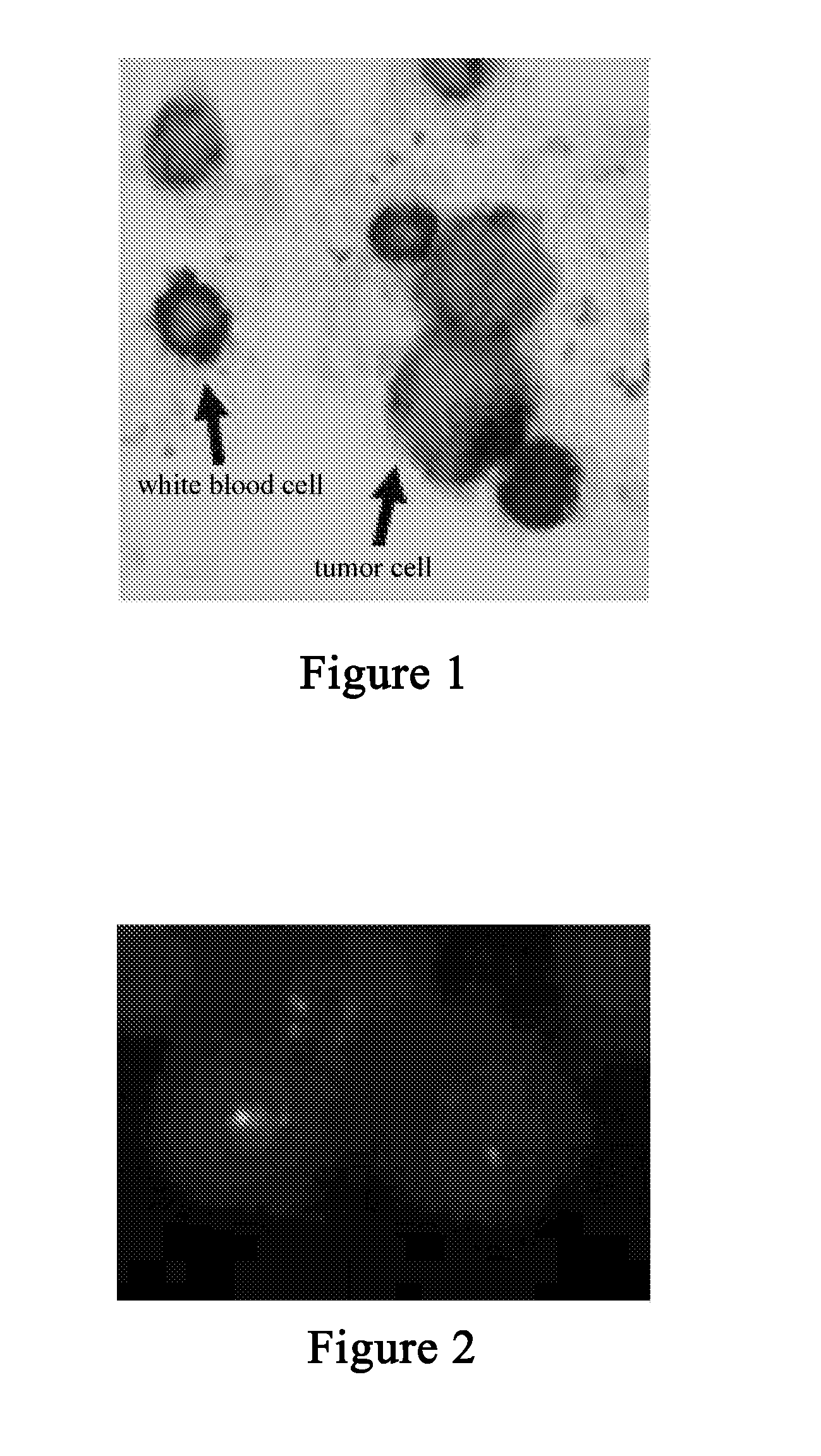 Integrated Method for Enriching and Detecting Rare Cells from Biological Body Fluid Sample