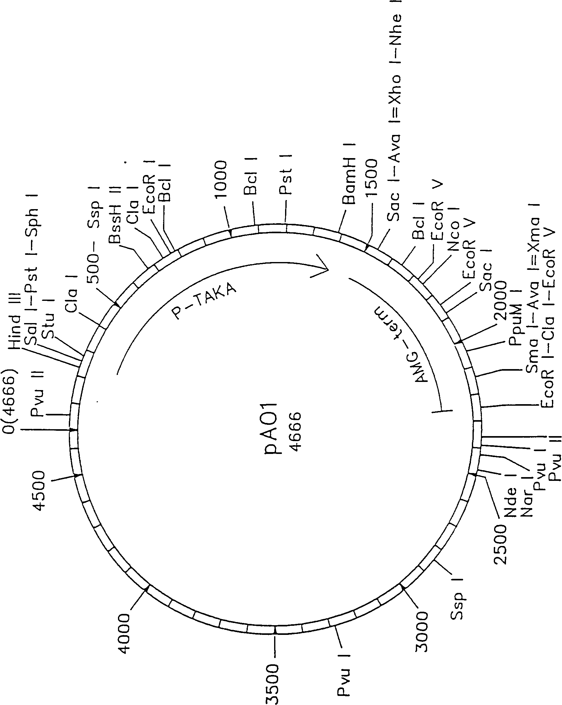 Novel lipolytic enzymes