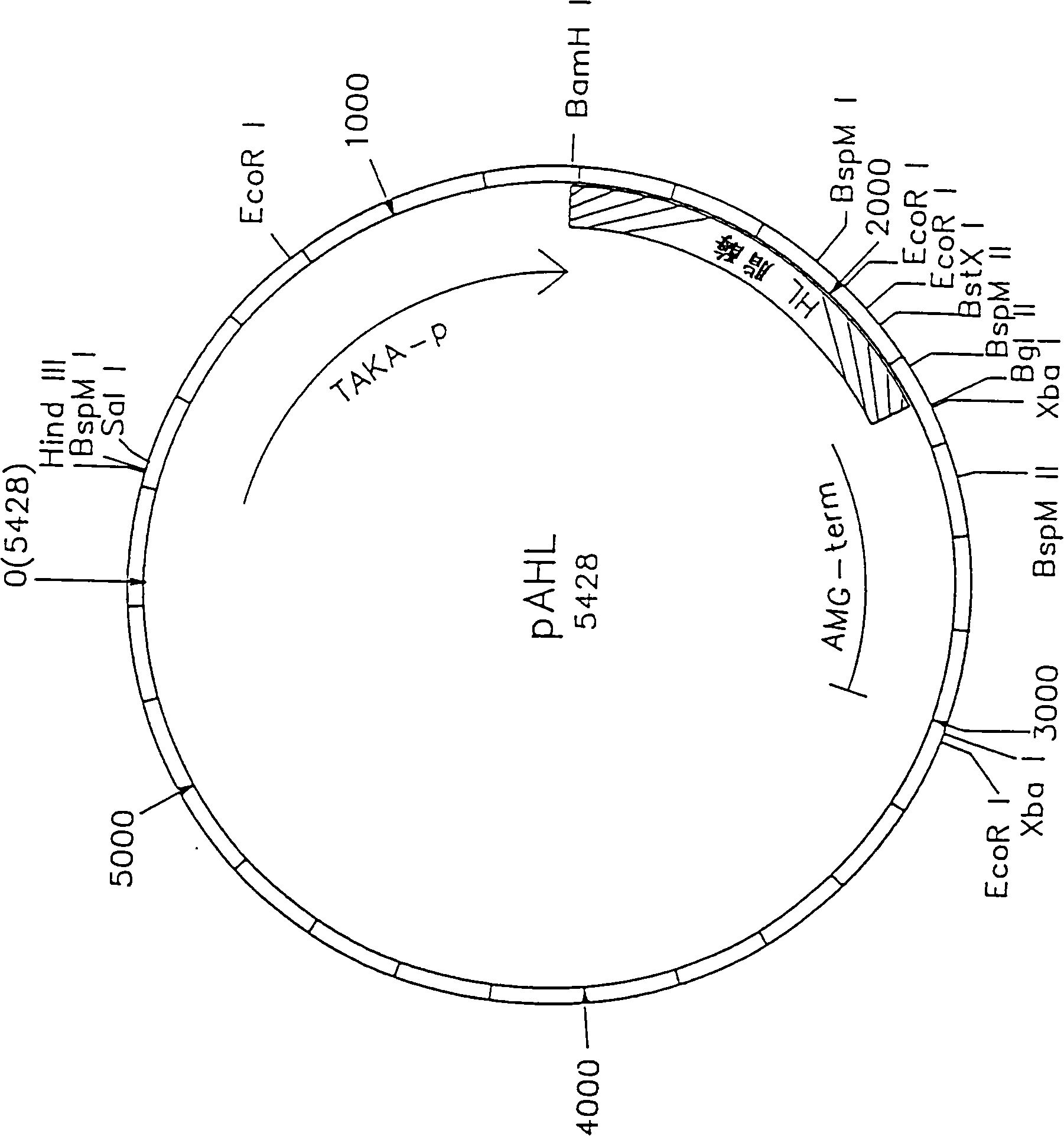 Novel lipolytic enzymes