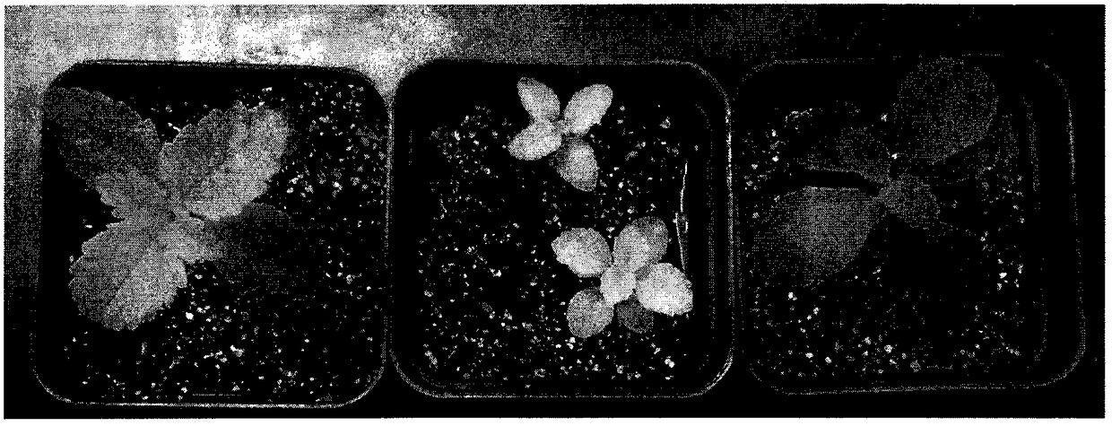Method for obtaining selfing progeny of stevia rebaudianum through embryo rescue