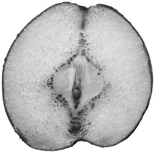Pear fruit stone cell phenotype detection method based on computer image processing