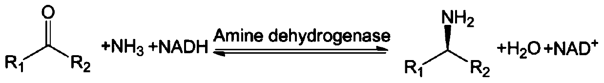 A kind of amine dehydrogenase electrode and its preparation method and application