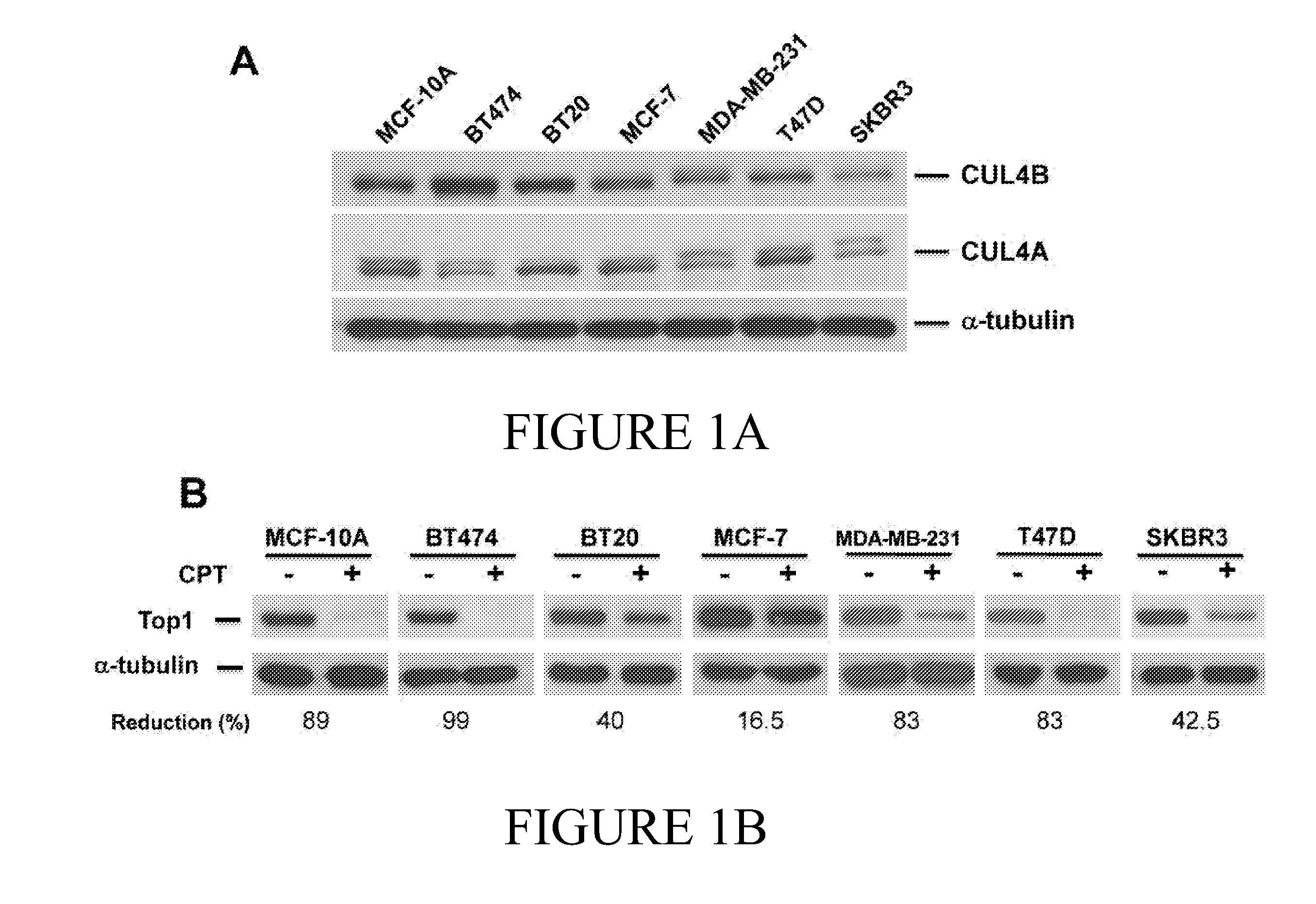 Cul4b as predictive biomarker for cancer treatment