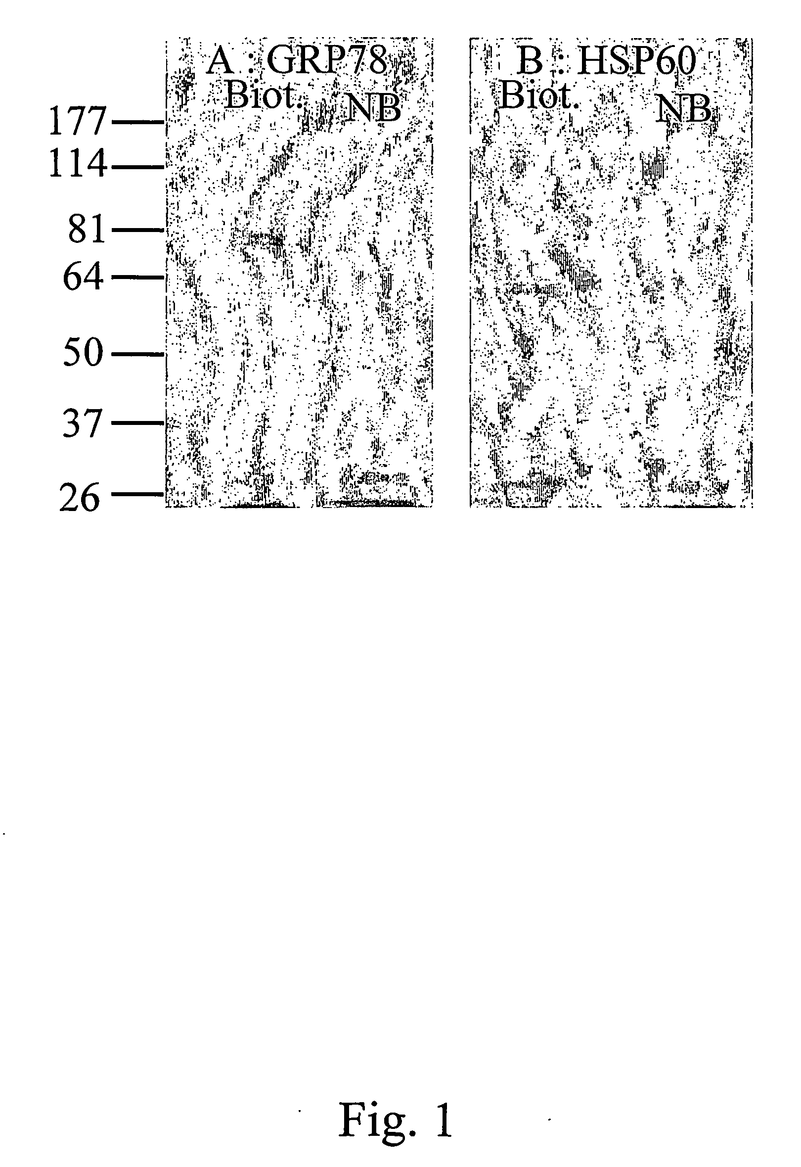 Sperm protective polypeptides and uses thereof