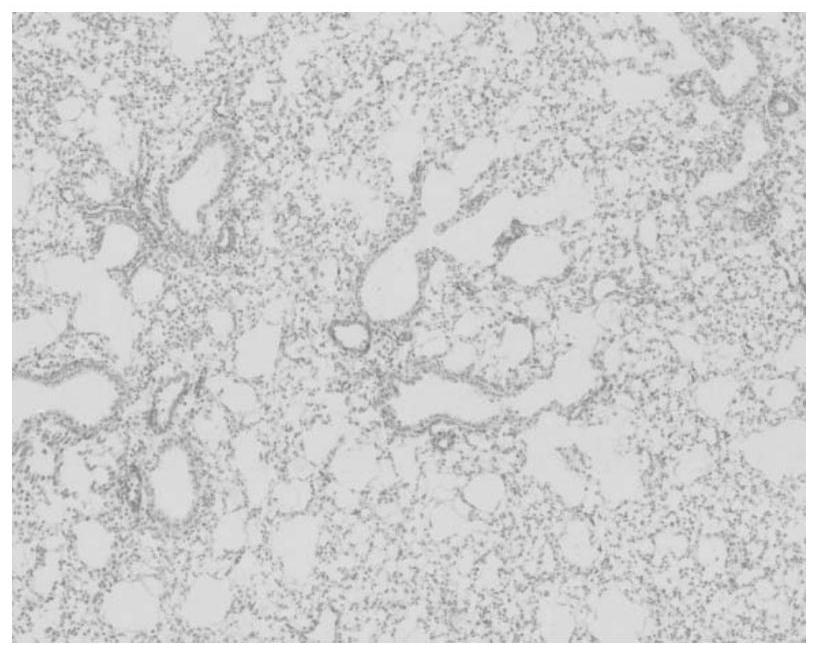 Construction and application of a mammalian model of pulmonary fibrosis