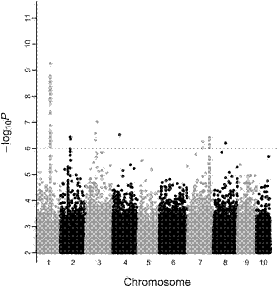 Method for screening pacific oysters capable of increasing content of unsaturated fatty acid C20:3omega6 and related SNP (Single Nucleotide Polymorphism) primer pair