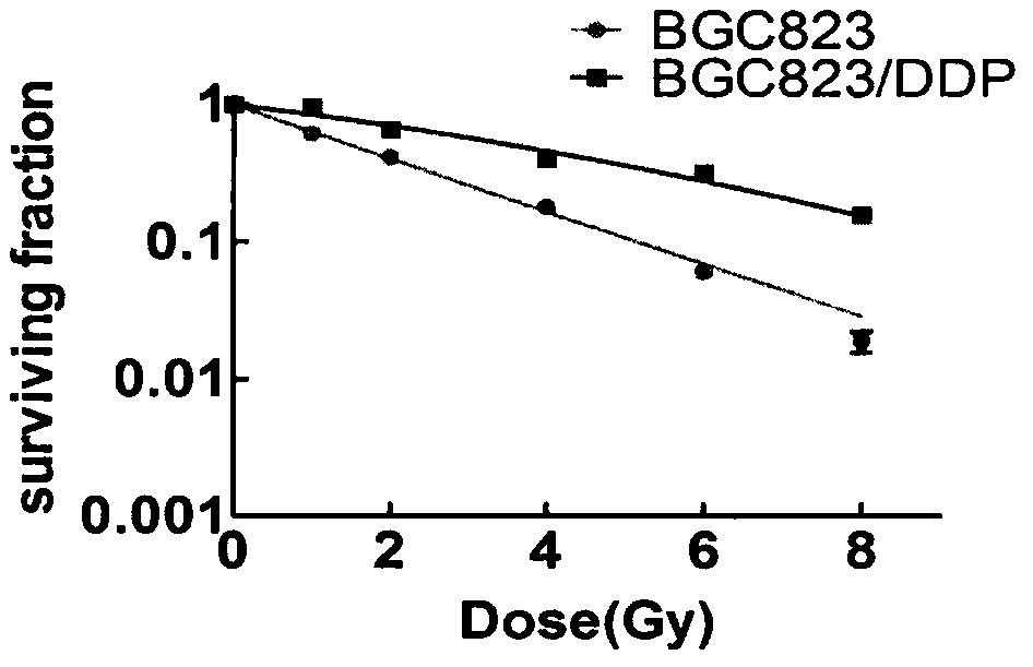 Application of cx4945 as a medicine for reversing cisplatin-resistant radiation tolerance in gastric cancer