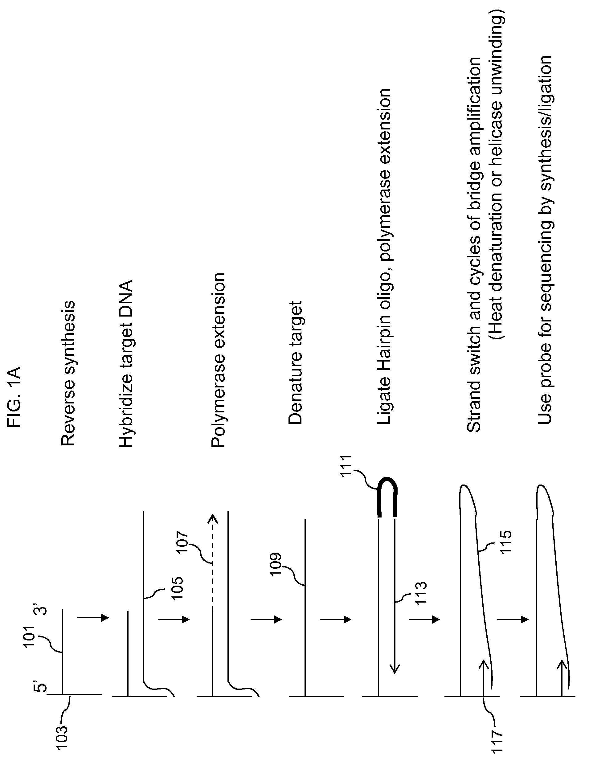 Locus specific amplification using array probes