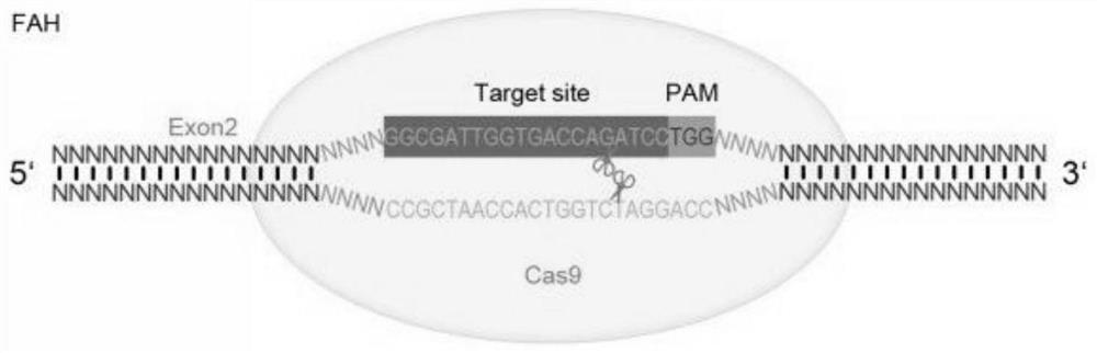 CRISPR-Cas9-specific method for knocking out pig Fah and Rag2 genes