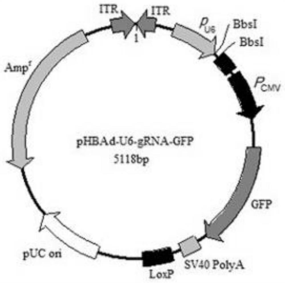 CRISPR-Cas9-specific method for knocking out pig Fah and Rag2 genes