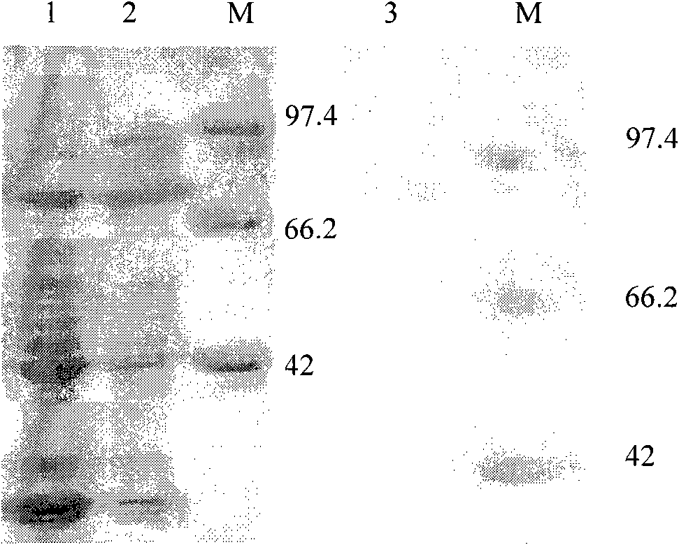 Hyaluronidase expression vector and application thereof