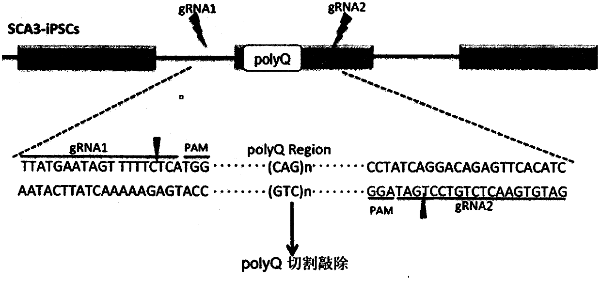 A method for targeted knockout of extended mutant polyq sequences in the ATXN3 gene