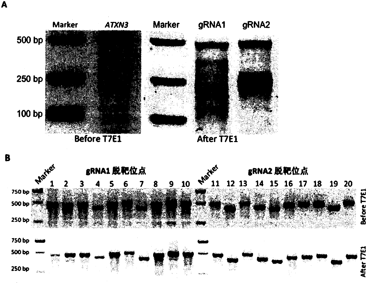 A method for targeted knockout of extended mutant polyq sequences in the ATXN3 gene