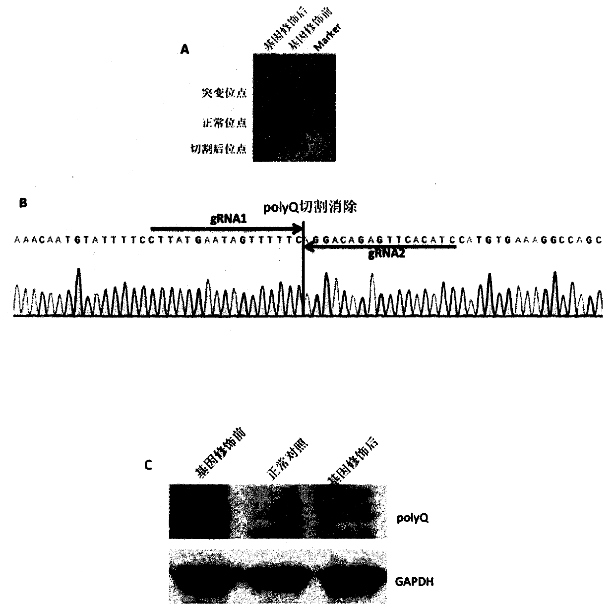 A method for targeted knockout of extended mutant polyq sequences in the ATXN3 gene