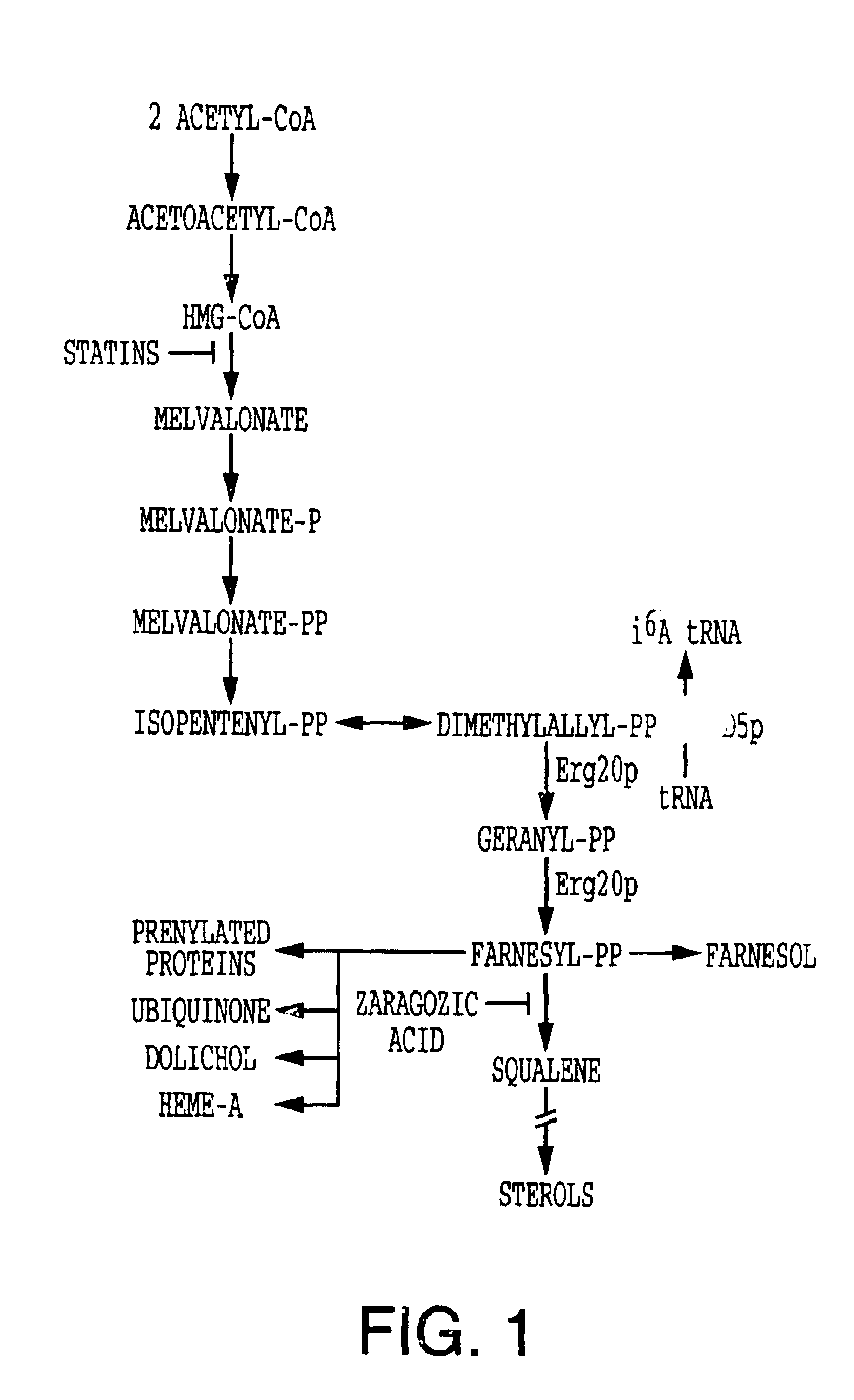 Methods to identify modulators of the mevalonate pathway in sterol synthesis