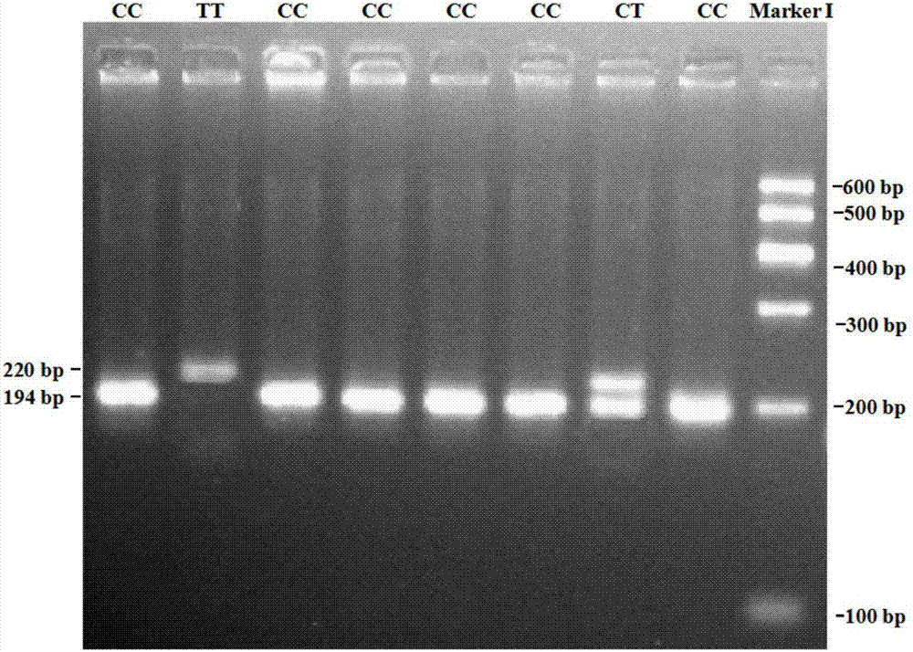 Method for detecting bovine growth and carcass traits with assistance of TNNI1 gene and special kit