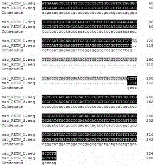 Establishing method of lentiviral vector carrying rhesus monkey resistin spliceosome gene