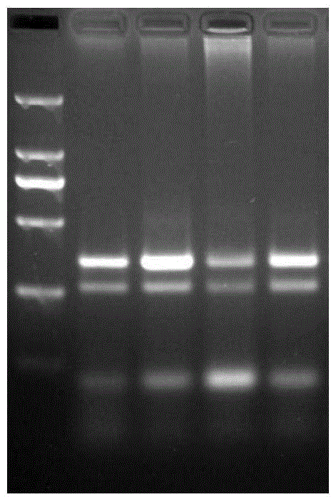 Establishing method of lentiviral vector carrying rhesus monkey resistin spliceosome gene