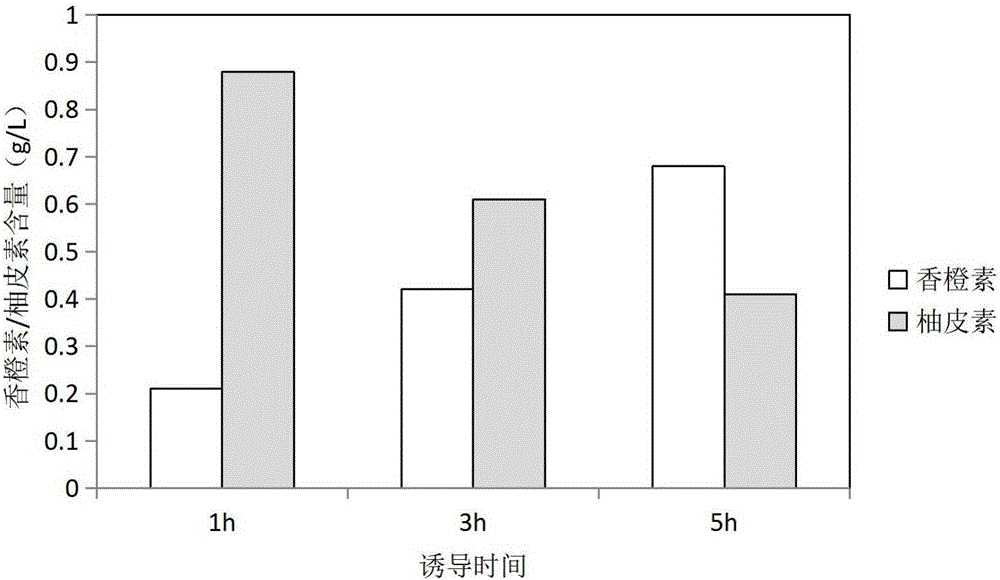 Method for biologically synthesizing natural aromadendrin by escherichia coli through utilizing naringenin